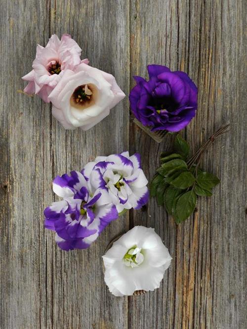 Assorted Lisianthus  Assorted Lisianthus